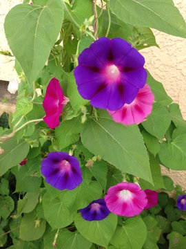 アサガオの花