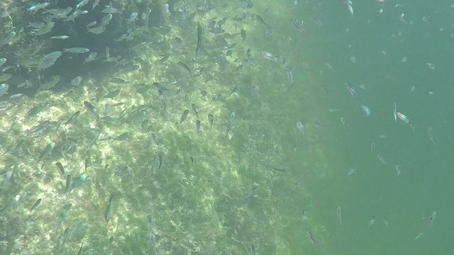 Slow motion minnows underwater Florida Keys 