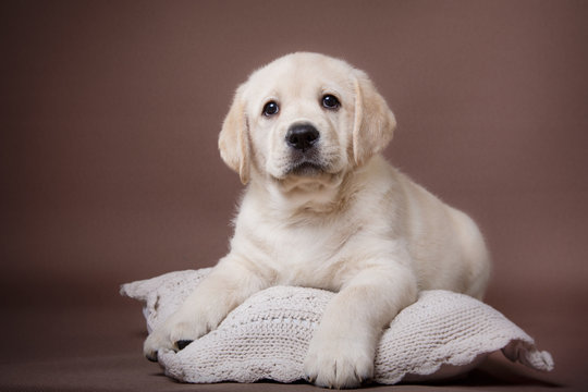 Puppy breed labrador