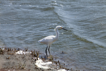 Snowy Egret