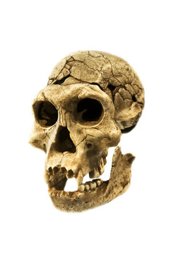 Skull of a human ancestor