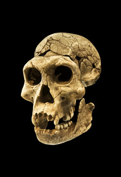 Skull of human ancestor