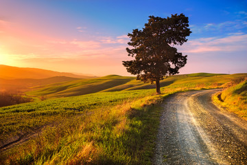 Tuscany, lonely tree and rural road on sunset. Volterra, Italy.
