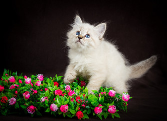 Fototapeta premium Neva masquerade kitten on brown background