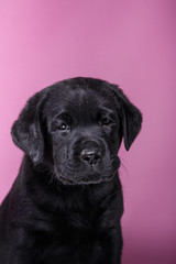 Puppy breed labrador