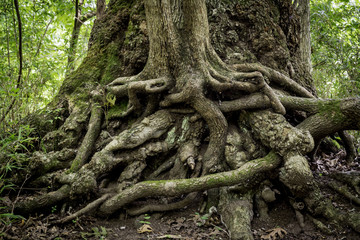 Twisted roots on truml of trees in a swamy