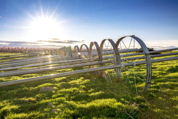 Irrigation pipe at an Idaho orchard