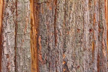 Wall fence bark