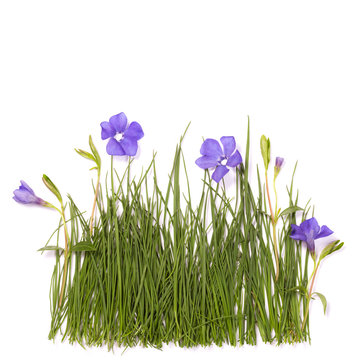 Fototapeta green grass periwinkle flower design blank form