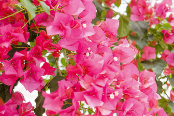 ブーゲンビリア
