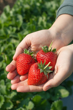 Ripe strawberry in hand.