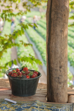 Fresh ripe strawberry in bucket.