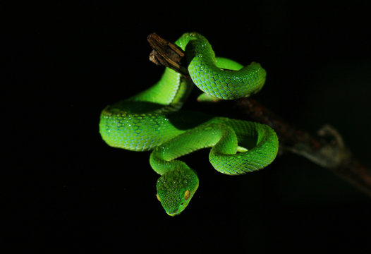 Closeup green snake in rain forest, Thailand with black background