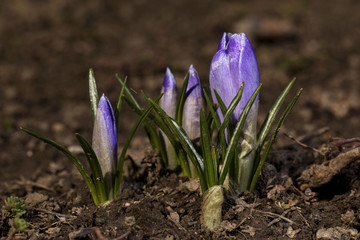 Obraz premium spring flowers