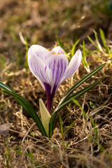 Obraz premium spring flowers
