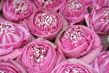 Beautiful pink lotus flowers