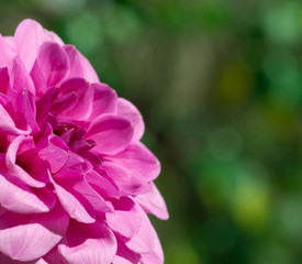  flower on green