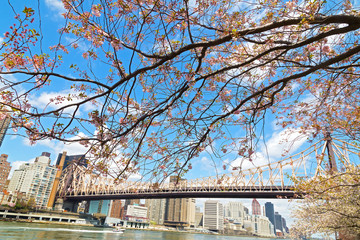 A view on Manhattan and East River in spring. .