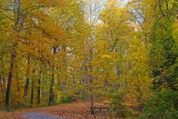 Obraz premium A trail covered by fallen leaves and deciduous trees in autumn. 