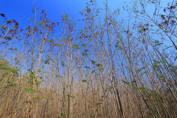White Popinac forest