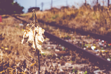 vintage filter:Dried yellow plant and leaf at railway