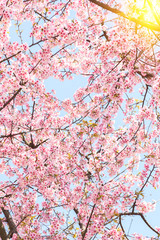Obraz na płótnie Canvas Pink cherry blossoms 