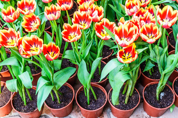 Tulips in pots for planting.