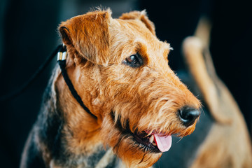 Brown Airedale Terrier Dog Close Up Portrait.