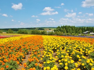 Fototapeta premium Beautiful flower field on the hill at Biei, Hokkaido, Japan.