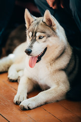 Close Up Young Husky Eskimo Dog