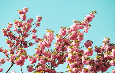 Cherry blossom in springtime, beautiful pink flowers. Sakura