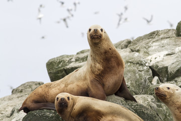 Naklejka premium Steller sea lion on the rocks that lie on a small island in the
