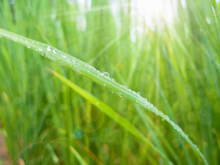 Close up of Rice leaves