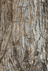 tree trunk