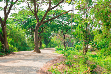 Tree staying on the rural road