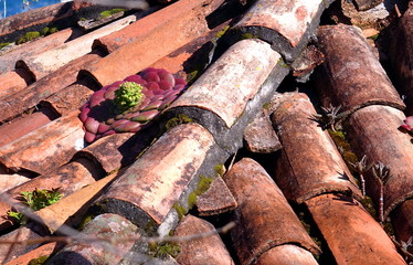 house leek in Madeira, Portugal, Europe
