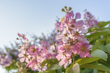 Lagerstroemia speciosa, Pride of India, Queen's flower
