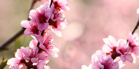 Pfirsichblüte vom Roten Weinbergpfirsich