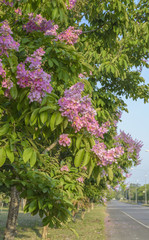 Fototapeta na wymiar Lagerstroemia speciosa, Pride of India, Queen's flower