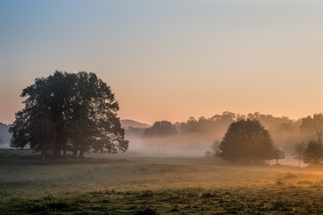 Clusters of trees on a meadow in light of the rising sun