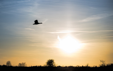 A single goose flying with the setting sun in the background