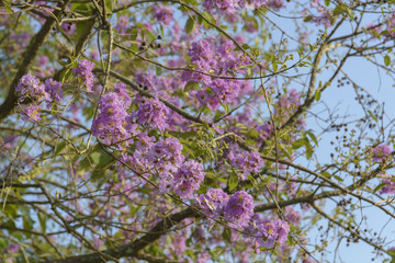 Lagerstroemia speciosa, Pride of India, Queen's flower