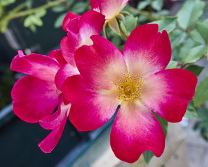red wild rose flower closeup in the garden