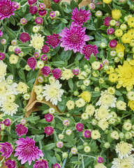 variety of colorful Chrysanthemums, natural background