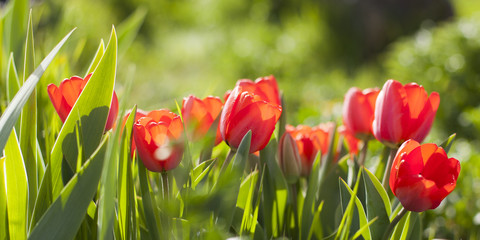 Tulipanes rojos en contraluz