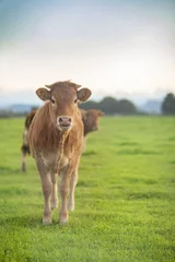Acrylic prints Cow Cow