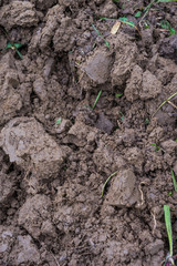 Zolla, terra fertile, sviluppo curare, agricoltura