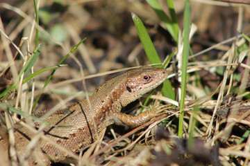Lizard in the grass