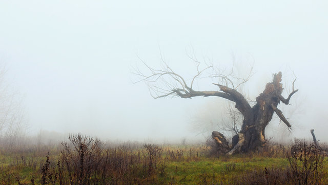 Dead tree on the meadow in late autumn faded in the mist