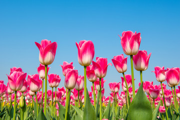 Colorful tulips, tulips in spring.